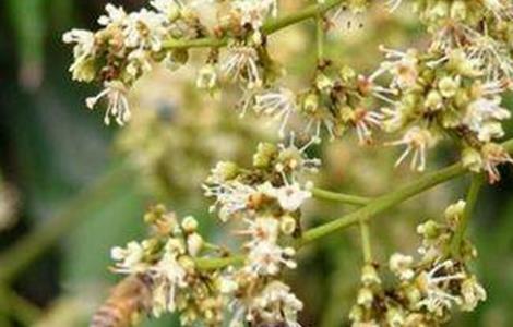 荔枝保花保果技术 荔枝保花保果技术要点