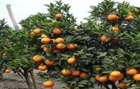 柑橘保花保果措施（柑橘如何保花）