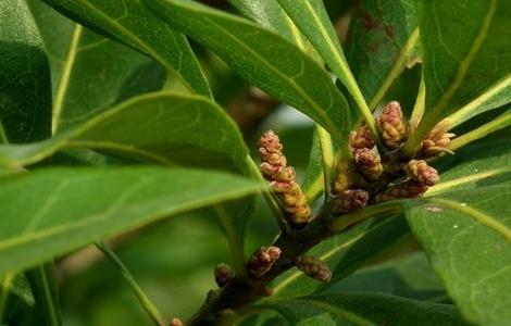 杨梅只开花不结果怎么办（杨梅只开花不结果是什么原因?）