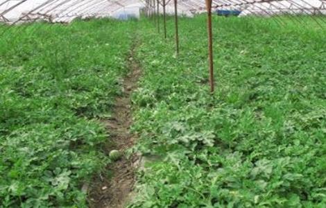 大棚种植西瓜管理技术（大棚西瓜的管理技术）