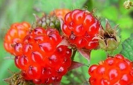 山莓病虫害防治措施（山莓病虫害防治措施图片）