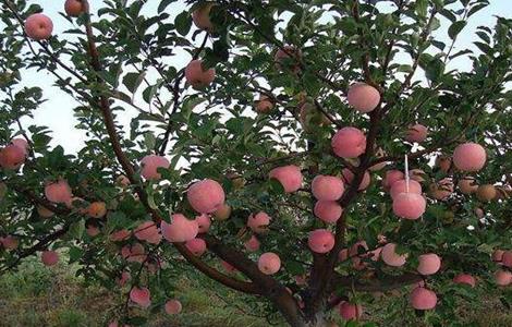 果树根外追肥的注意事项（果树根外施肥与土壤施肥的特点）