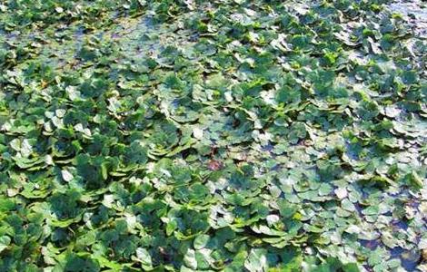 菱角的种植管理（菱角的种植管理与管理）