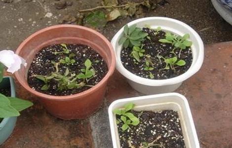 龙眼育苗方法 龙眼育苗方法全过程