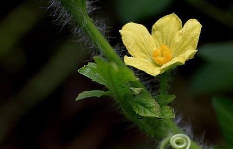 西瓜开花结果期的管理 西瓜开花结果期的管理措施