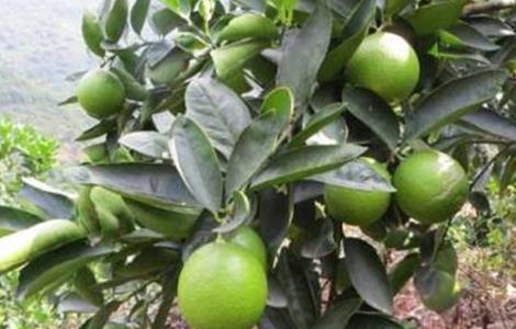 柠檬夏季管理技术（柠檬夏季的养殖方法）