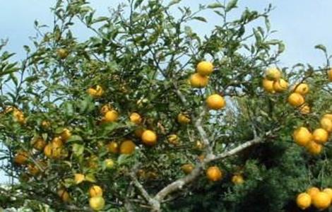 柠檬保花保果技术 柠檬促花保果