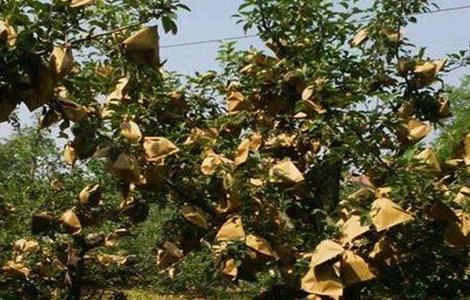 柠檬套袋时间和方法 柠檬什么时候套袋