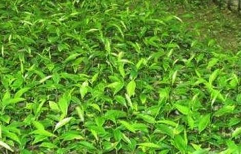 神秘果播种育苗技术 神秘果的种子种植方法