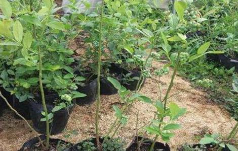 蓝莓引种注意事项 蓝莓树苗种植注意事项