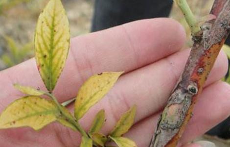 蓝莓花叶病防治措施（蓝莓花叶病防治措施图片）