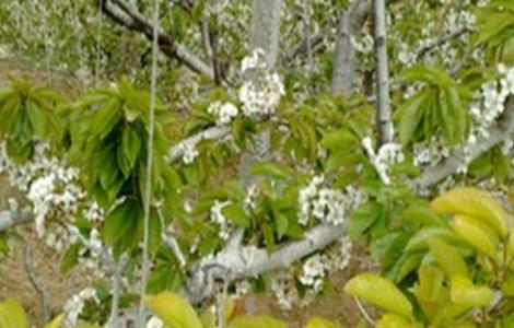 樱桃黄叶原因及防治方法 樱桃叶子发黄的治疗措施