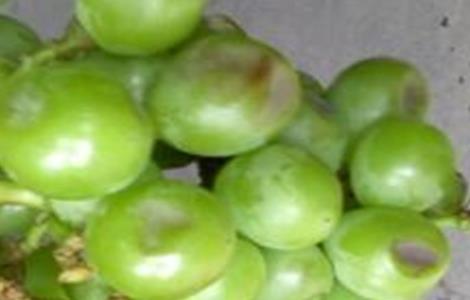 葡萄缩果原因及防治措施 葡萄缩果原因及防治措施图片