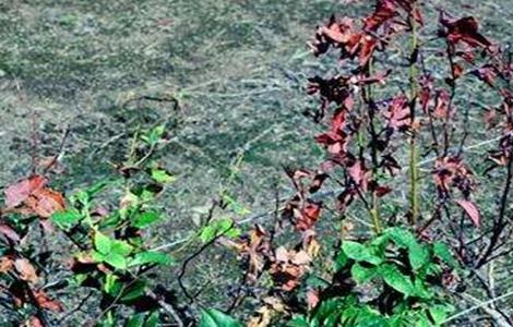 蓝莓溃疡病的防治方法（蓝莓溃疡病怎么治）