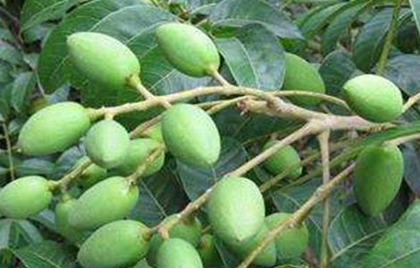 橄榄繁殖方法（油橄榄繁殖方法）