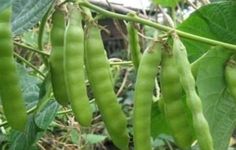 凉薯藤的修剪方法（红薯藤怎么剪）