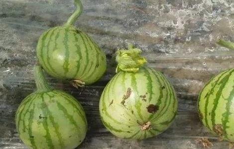 西瓜畸形怎么办（西瓜畸形什么原因）