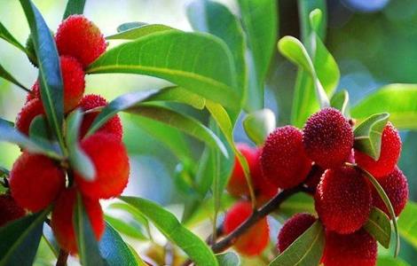 如何提高杨梅坐果率 杨梅树怎么修剪能提高坐果率