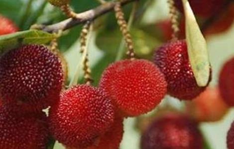 杨梅施肥时间和方法 杨梅什么时候追肥