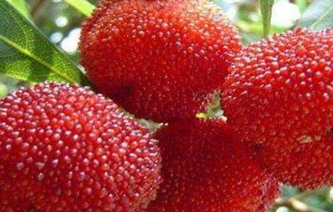 杨梅果园管理技术(杨梅种植管理技术)