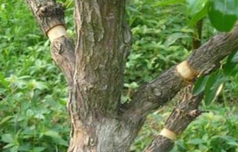 枣树环割时间和方法 枣树的环割时间