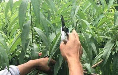 桃树夏季修剪技术(桃树夏季修剪技术要点)