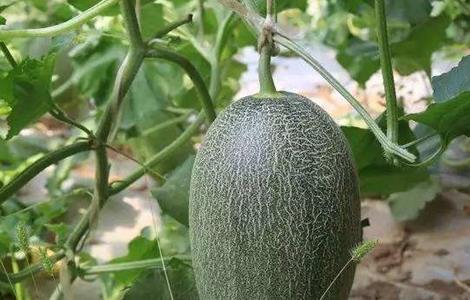 哈密瓜的种植条件 哈密瓜种植条件要求