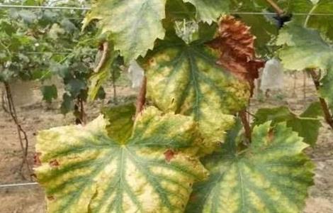 葡萄早衰原因及防治方法 葡萄早衰原因及防治方法视频