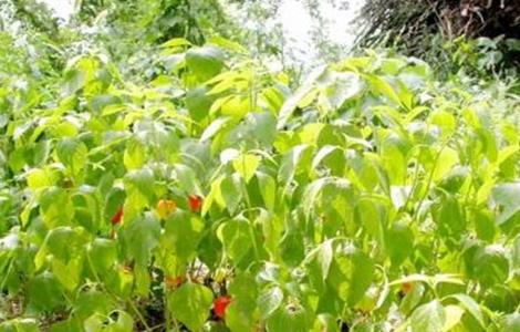 酸浆种植方法 酸浆种植方法有哪些