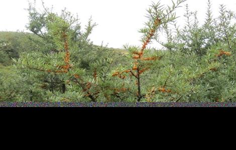 沙棘田间管理技术 沙棘的管理方法