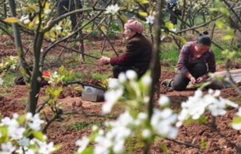 梨树套作注意事项（梨树地套种什么比较好管理）