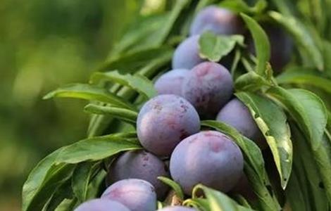 脆红李种植技术（脆红李种植技术与管理）