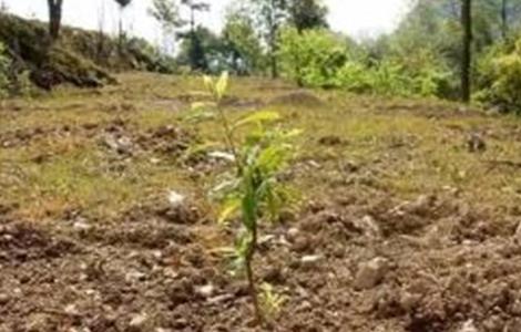 脆红李栽培管理技术（脆红李生长环境）