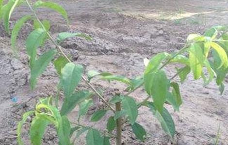 桃子高产栽培管理技术（桃子高产种植技术）