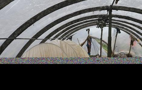 圣女果设施栽培技术(圣女果苗的种植方法和技术)