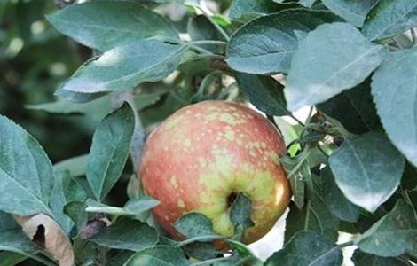 苹果病毒病防治方法（苹果病毒病的防治方法）