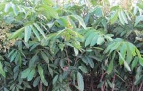 龙眼幼树施肥技术 龙眼幼树施肥技术要点