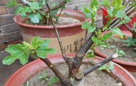 无花果无土栽培技术（无花果栽种技术）