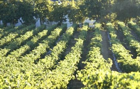 西梅的栽培技术(西梅的栽培技术与管理)