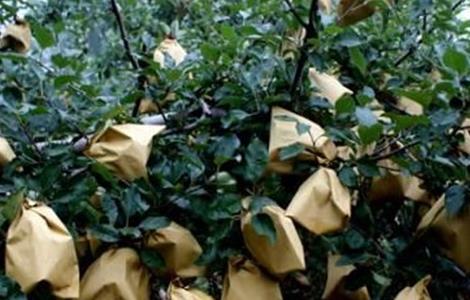 苹果套袋后的管理要点 苹果套袋技术要点