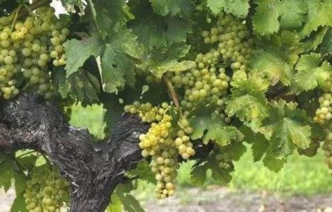 如何提高葡萄的产量 如何提高葡萄的产量和产量