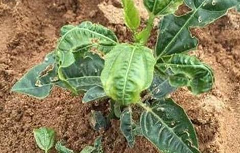 百香果卷叶原因及防治方法 百香果卷叶原因及防治方法图片