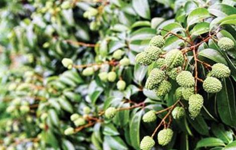 荔枝幼果期管理技术（荔枝幼果期管理技术要点）