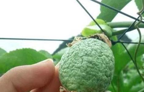 百香果皱果原因及防治方法(百香果皱果原因及防治方法图片)