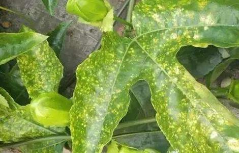 百香果病毒病的防治方法 百香果病毒病的防治方法有哪些