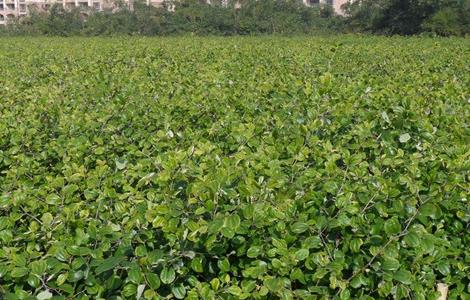 青枣田间管理技术 青枣田间管理技术规范