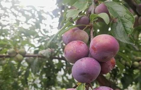 李子采收后的管理要点 李子采收后的管理要点有哪些