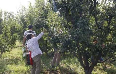 李子 采收后 管理要点