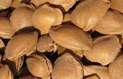 杏子育苗技术（杏子育苗方法）