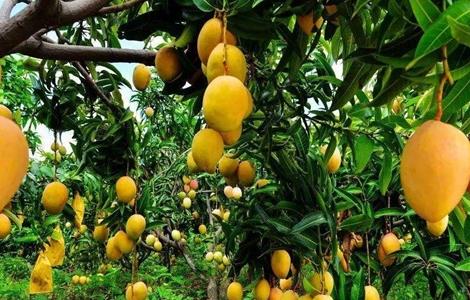 果树施肥注意事项 果树的正确施肥方法